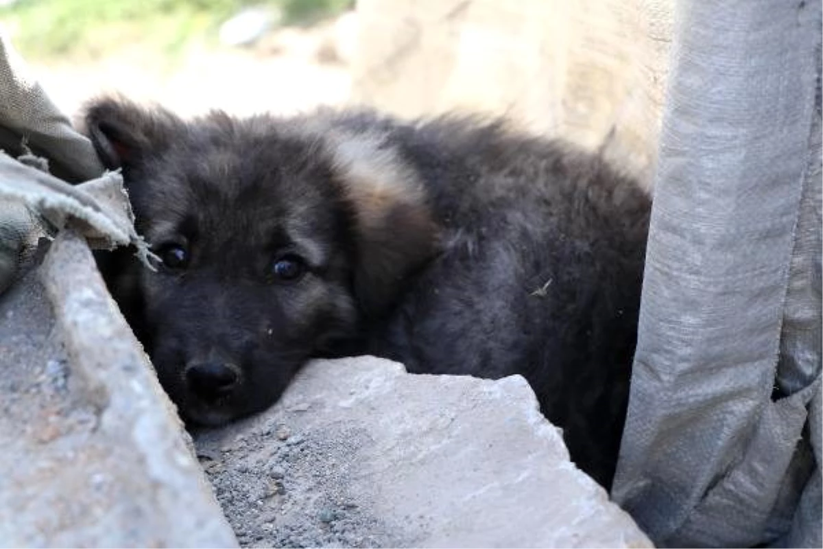 Van\'da 5 köpeğin ölümünde zehirlenme şüphesi