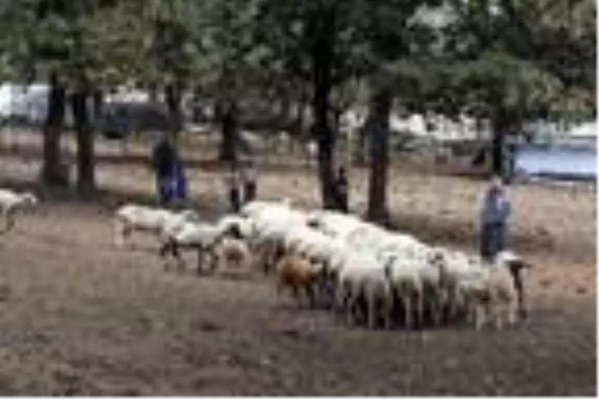 Yörük geleneklerine göre yaşayan aile, yetkililerden yardım istiyor