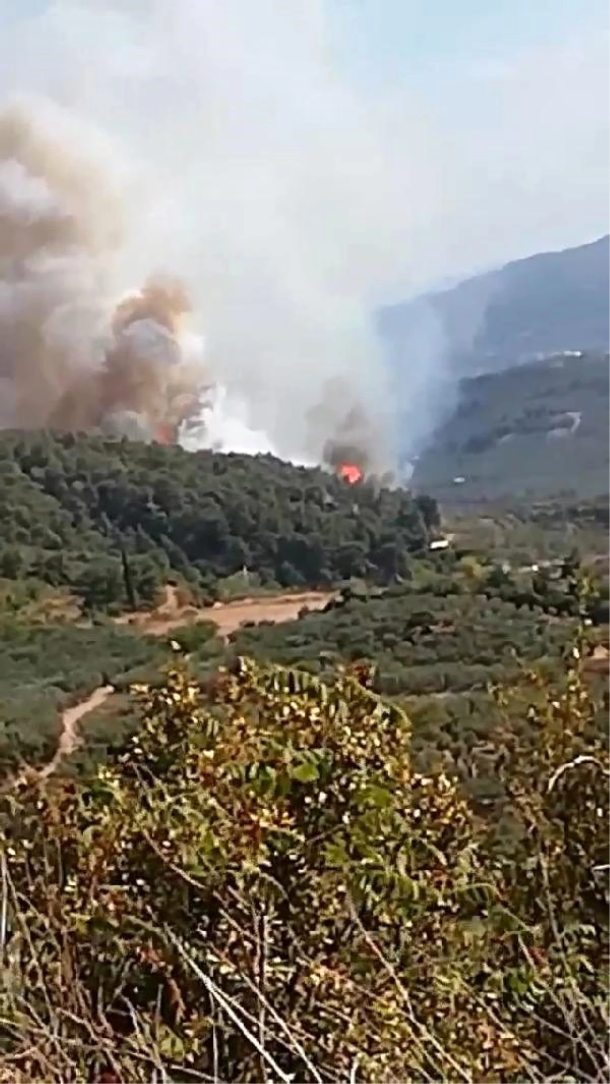 Son dakika haber! Bursa\'da orman yangını