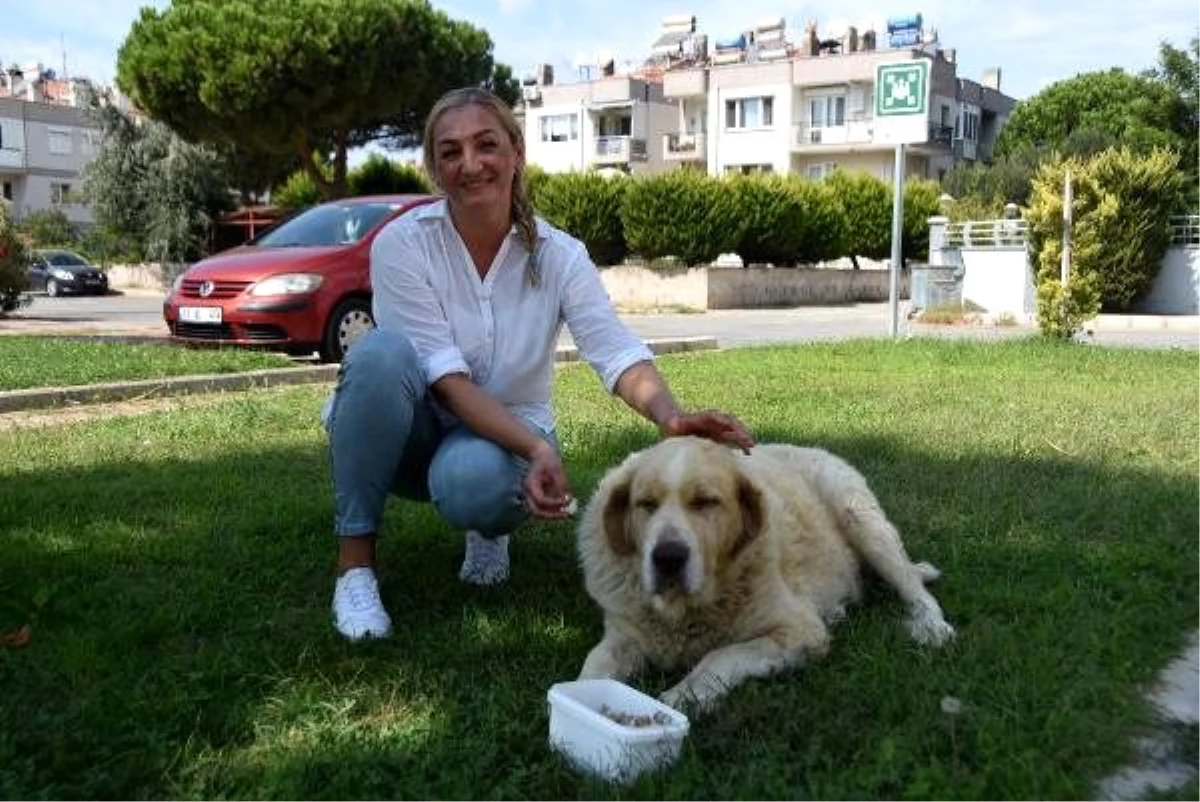 Elena, kanser olan sokak köpeği için Rusya\'dan ilaç getirtti