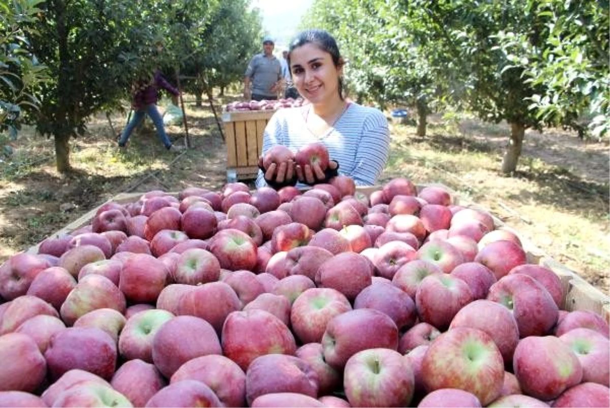 Isparta\'da elma hasadı; bu yıl rekolte beklentisi 850 bin ton