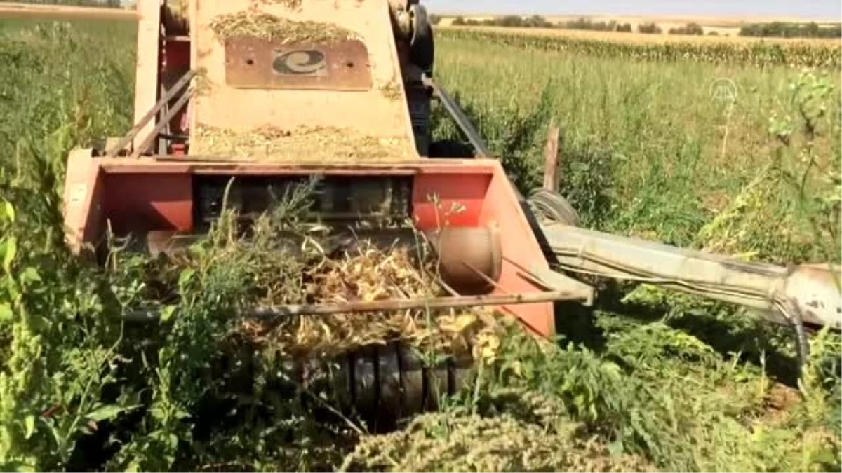 Rekoltesi düşen kuru fasulye fiyatıyla yüz güldürüyor