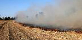 Sakarya'da anız yangınları