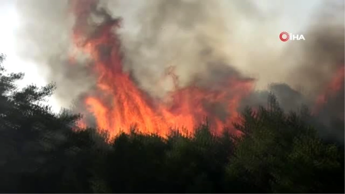 Tokat\'ta orman yangını: 1 gözaltı