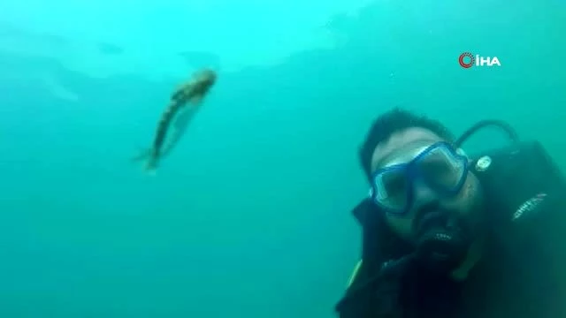 Van Gölü'nde yeni bir canlı türü görüntülendi