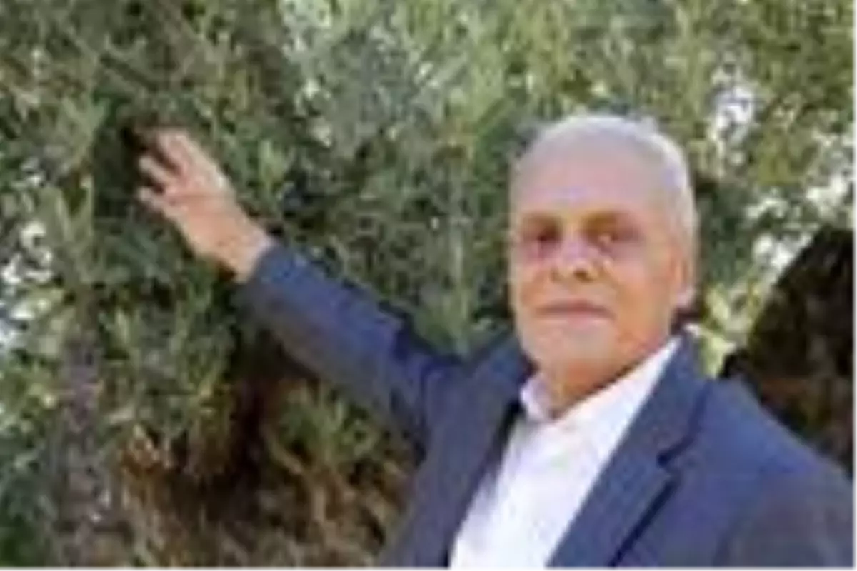 Akdeniz\'de zeytinin \'yok yılı\'