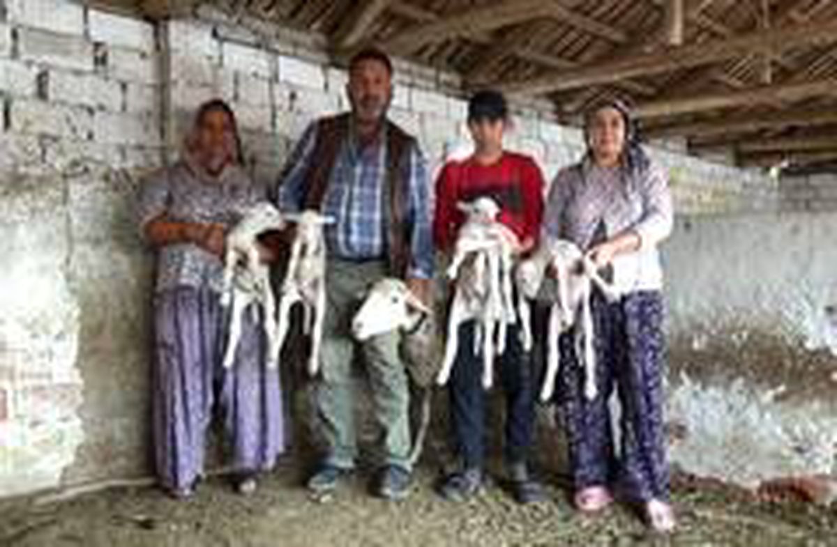 Beşiz doğuran koyunun yavrularına \'Maske\', \'Mesafe\' ve \'Hijyen\' isimlerini verdiler