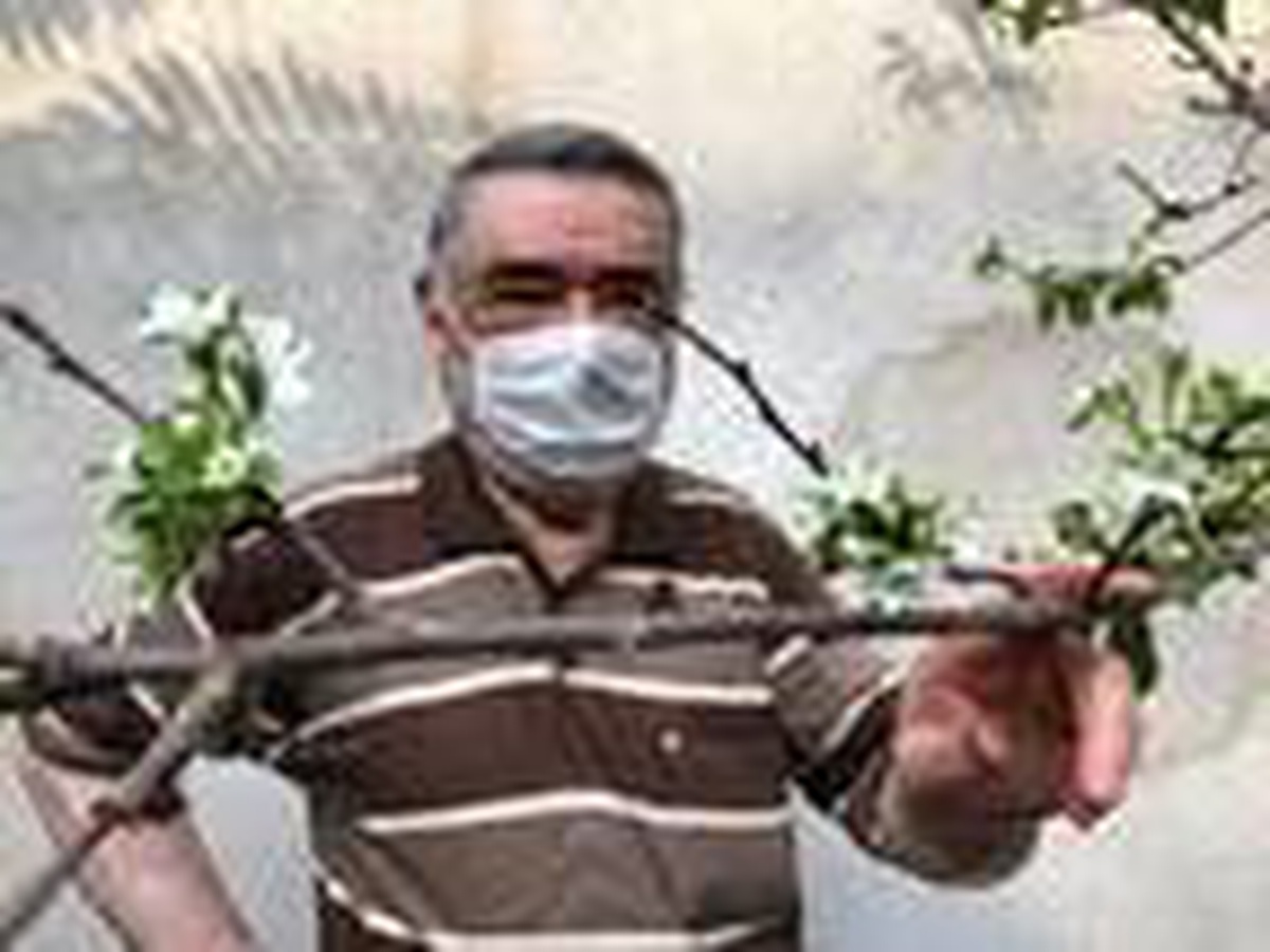 Eylül ayında çiçek açan kiraz ağacı şaşırttı