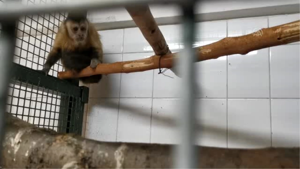 Hayvanat bahçesinden kaçan maymun elektrik akımına kapılınca yakalandı