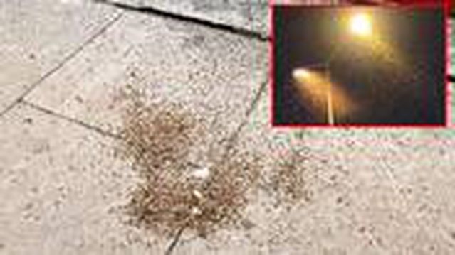 Havanın kararmasıyla ilçeyi sinekler bastı, esnaf iş yerini kapattı - Son Dakika