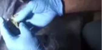 Son dakika... Kartal ve Pendik'te uyuşturucu serasına çevrilen villalara operasyon kamerada