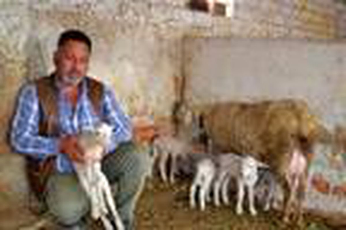 Kuzularına \'Maske\', \'Mesafe\' ve \'Hijyen\' isimlerini verdiler