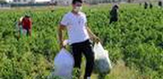 Maliyet hesabı yapınca tarlasındaki biberleri halka bıraktı