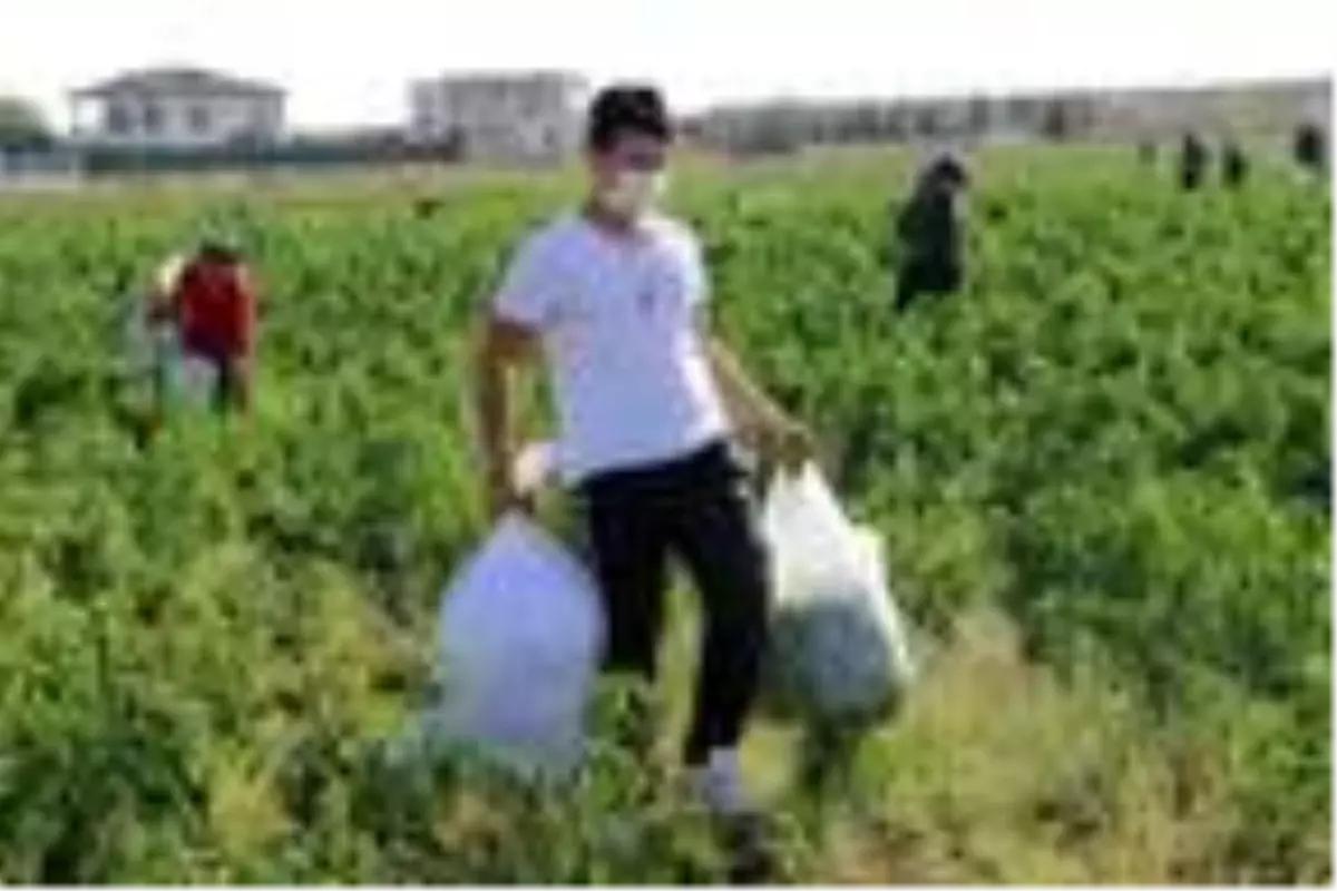 Maliyet hesabı yapınca tarlasındaki biberleri halka bıraktı