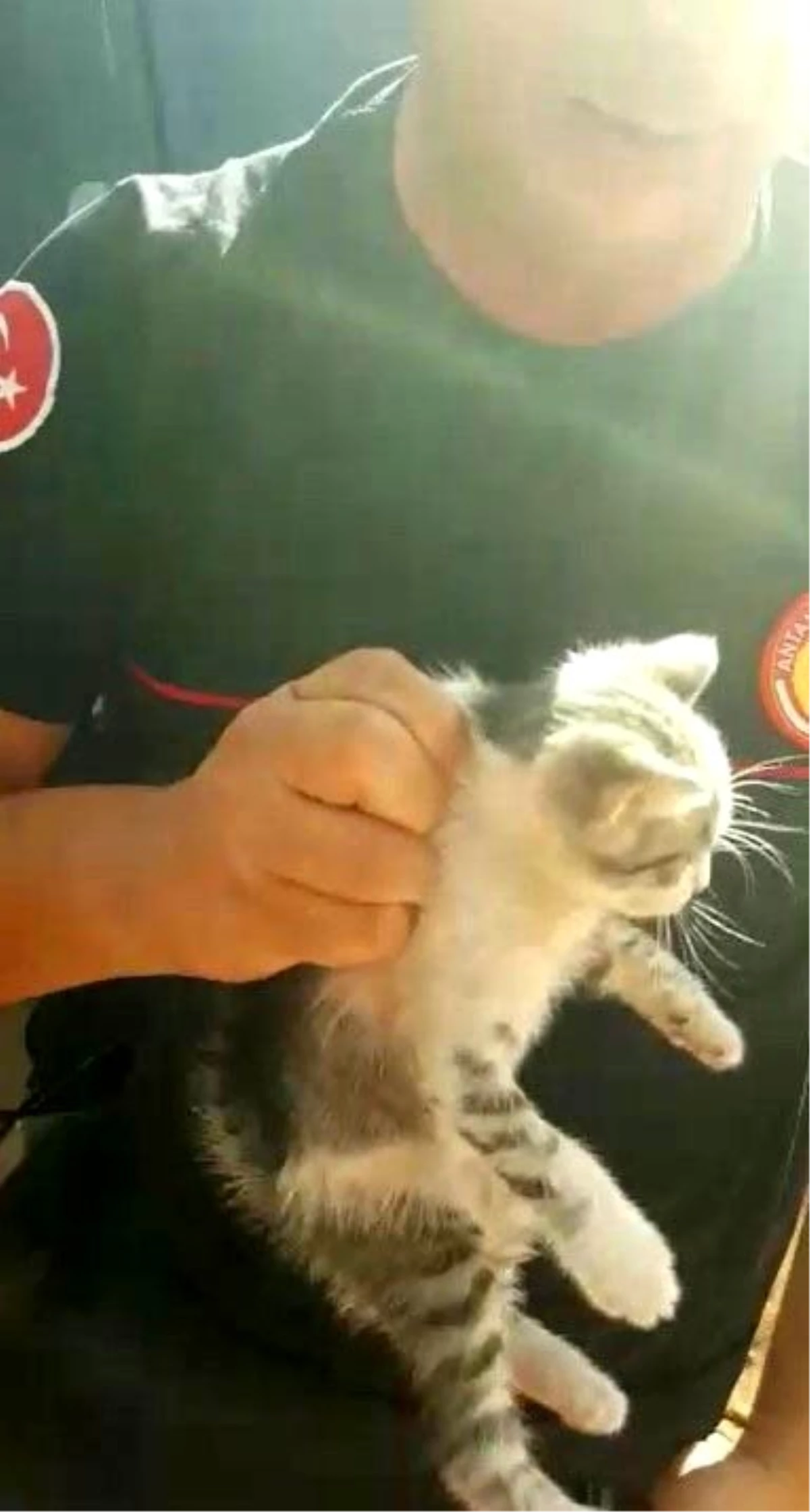 Sanatçı Sümer Ezgü\'nün tatiline yaramaz kedi rötarı