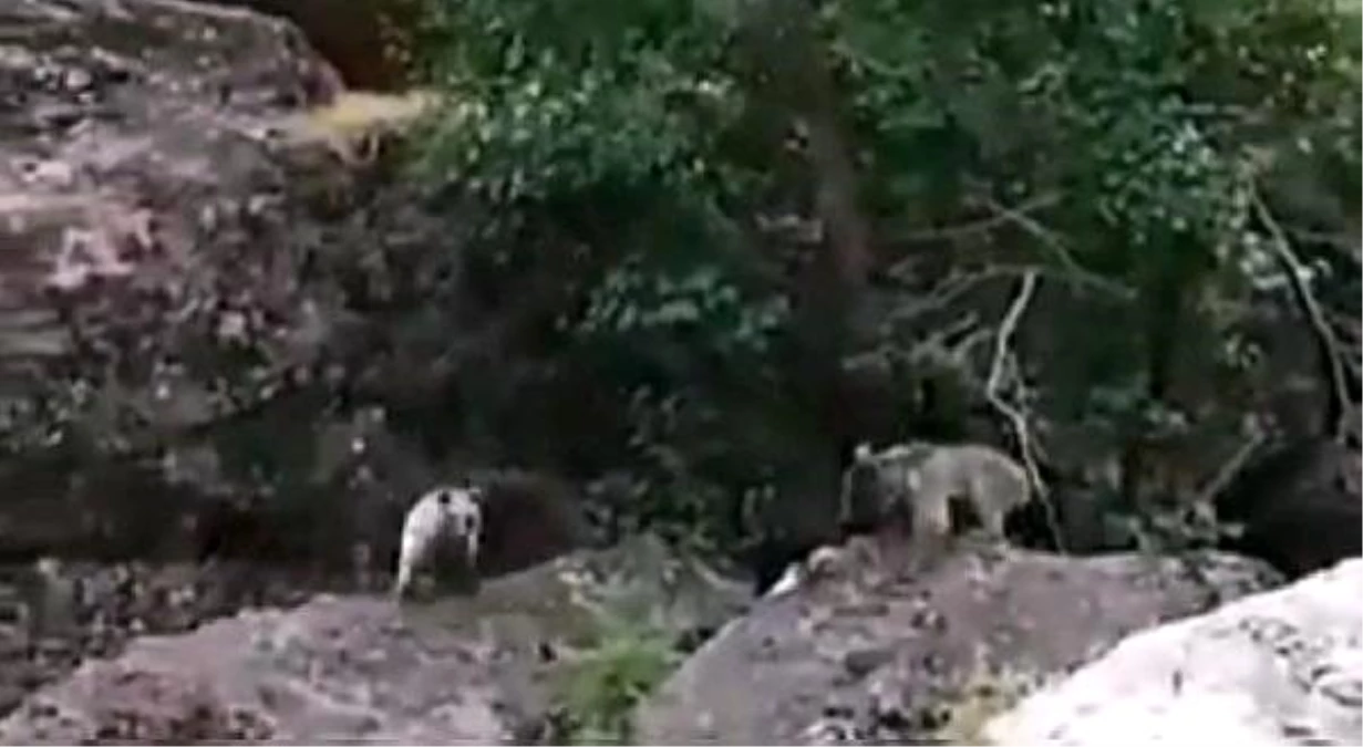 Anne boz ayı ve yavruları, Munzur\'da su içerken görüntülendi