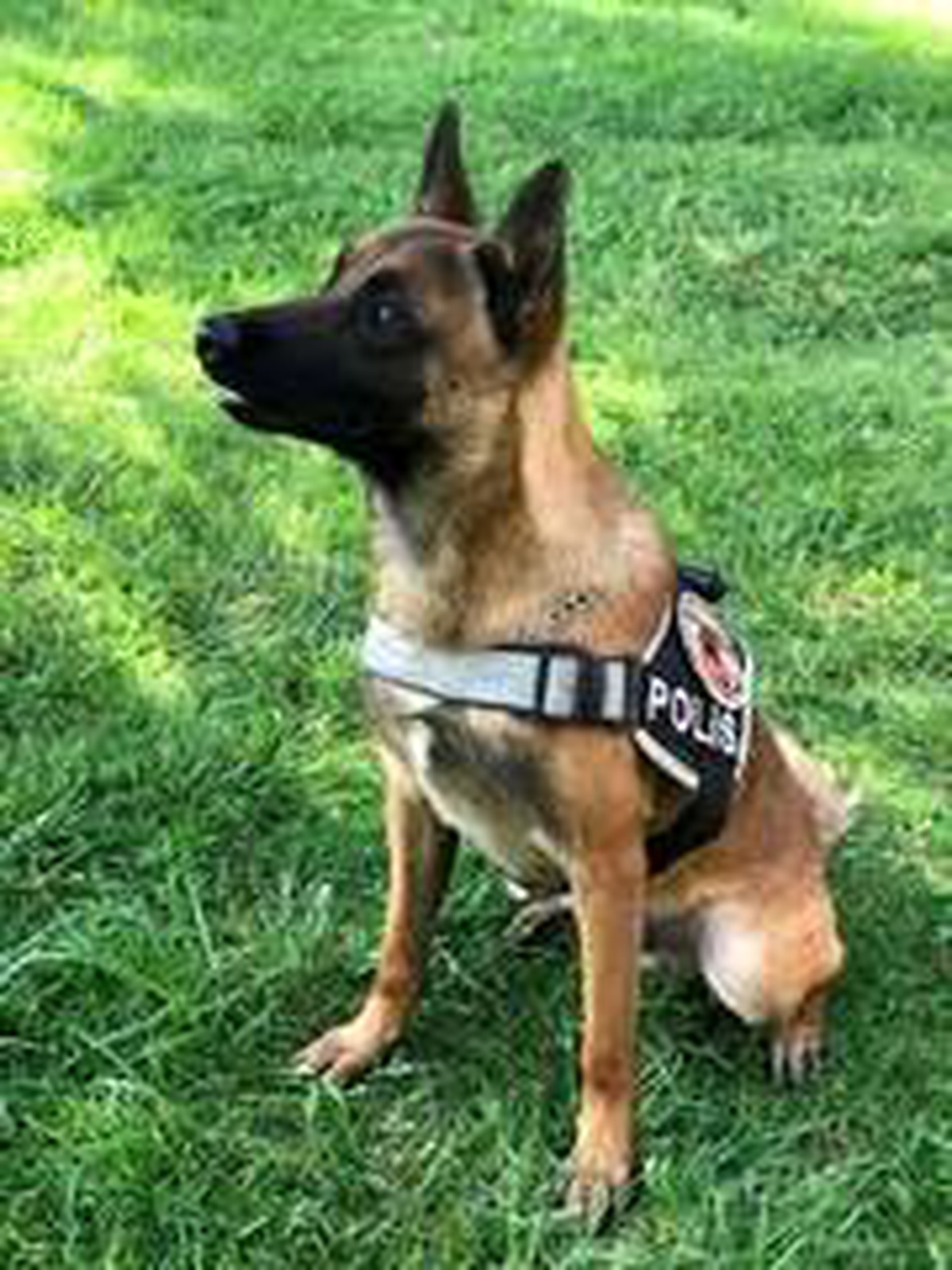 Bingöl polisi yetiştirdi, patlayıcı bulmada uzman köpek "Tokyo" göreve başladı
