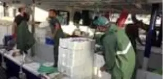 Didim'de balık bolluğu