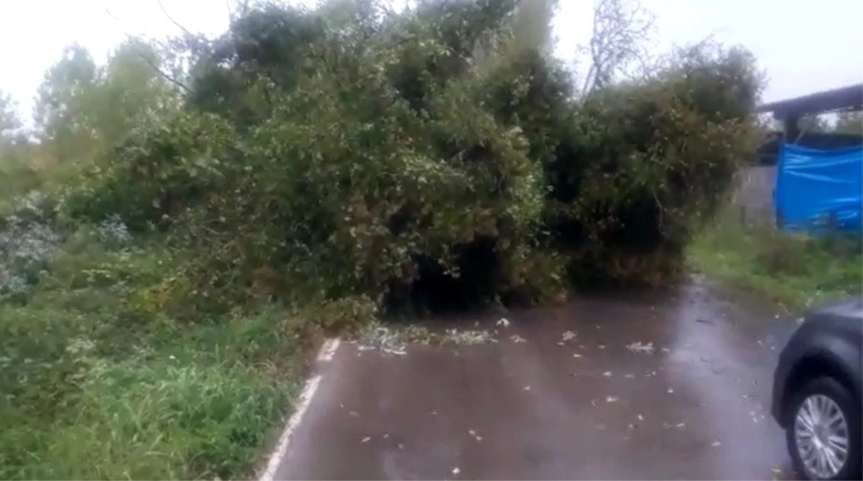 Fırtınada ağaç devrildi yol ulaşıma kapandı