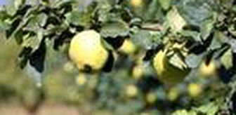 Geyve'de ayva hasadı başladı