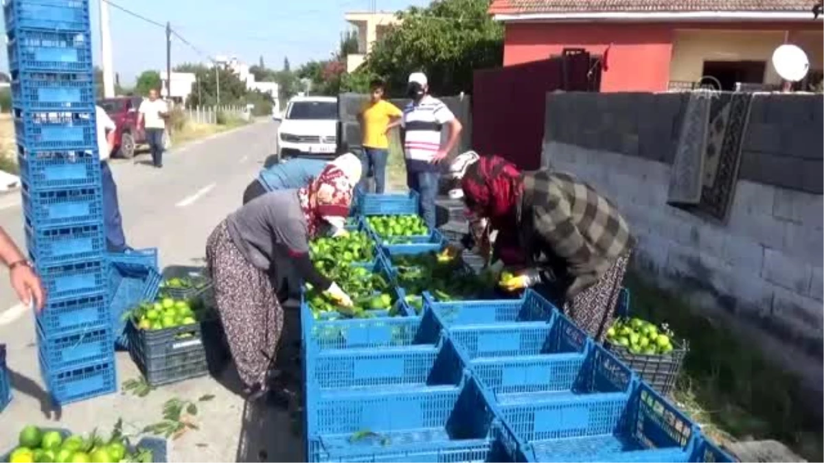 Hatay\'da erkenci mandalina hasadı başladı