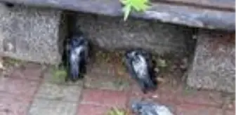 İstanbul'da hayatı durduran dolu yağışı, çok sayıda kuşu telef etti