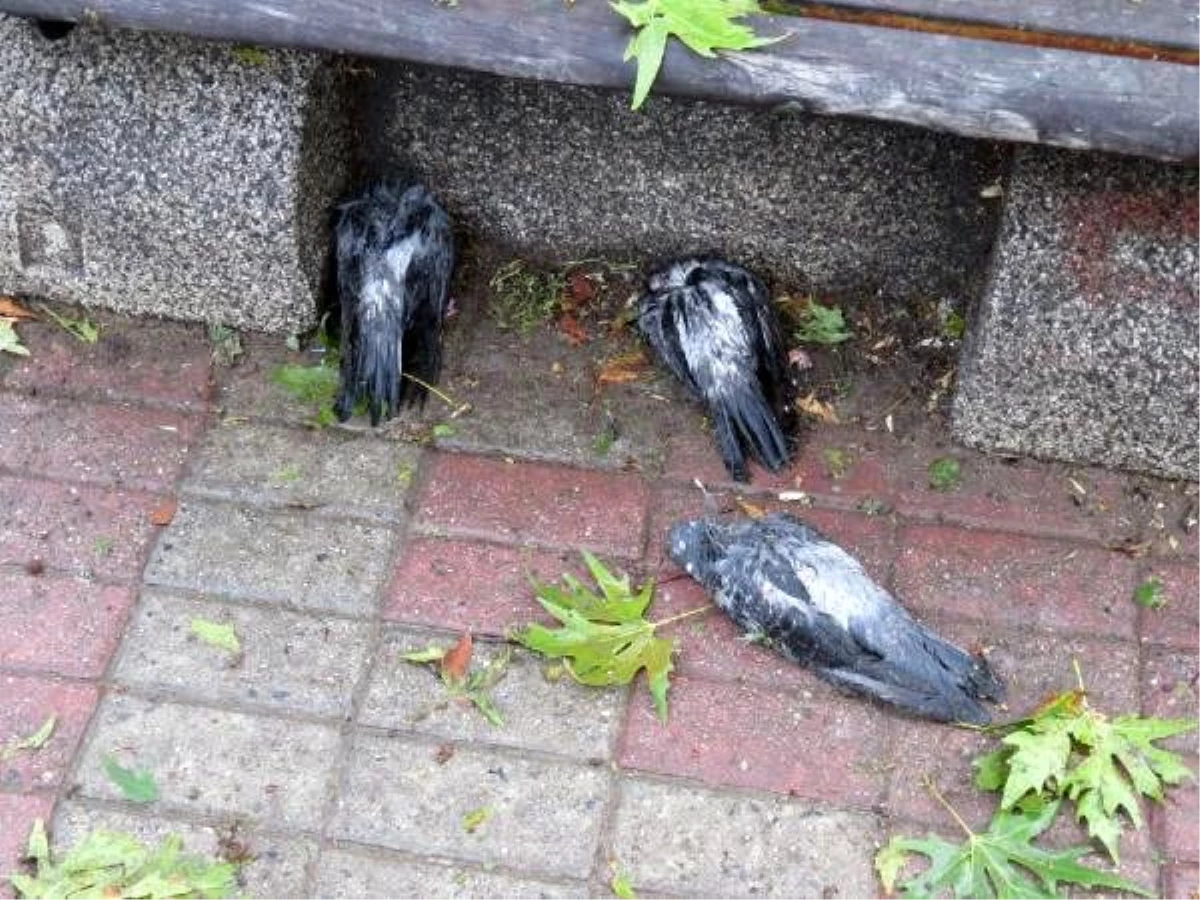 İstanbul\'da hayatı durduran dolu yağışı, çok sayıda kuşu telef etti