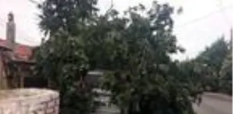 Konya'da fırtına ağaçları devirdi, çok sayıda araçta hasar oluştu