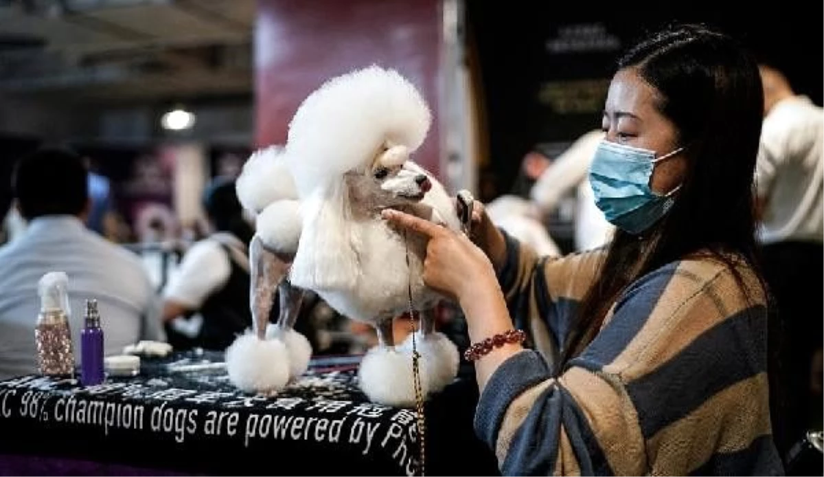 Salgının çıktığı Vuhan\'da köpek güzellik yarışması