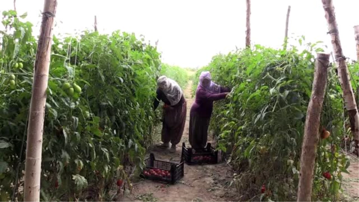 Tokat domatesinde umut seracılığa bağlandı