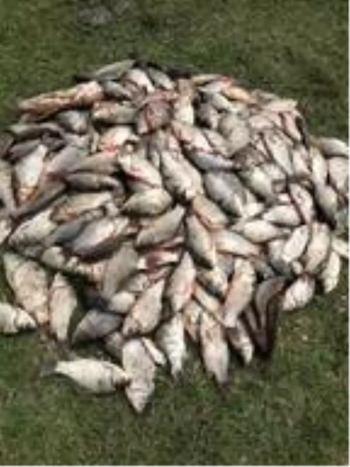 Yılda 9 kez üreyebilen İsrail sazanı nedeniyle balıkçılar kan ağlıyor