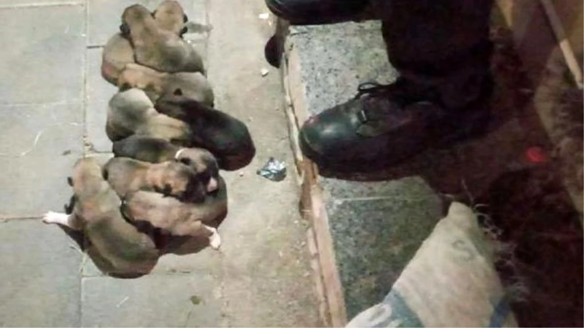 Sivas\'ta 13 yavru köpek, çuval içerisinde sokağa atıldı
