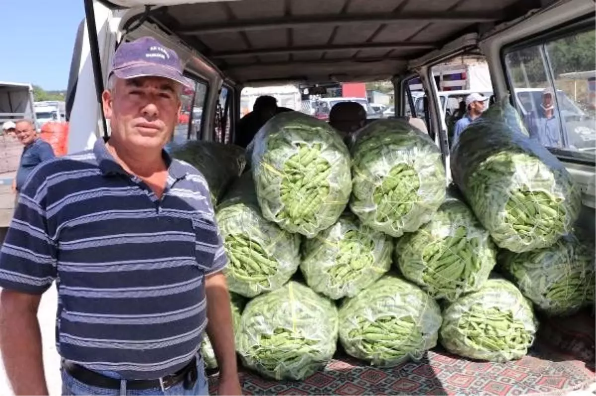 Burdur\'da fasulye üreticisinin yüzü gülüyor