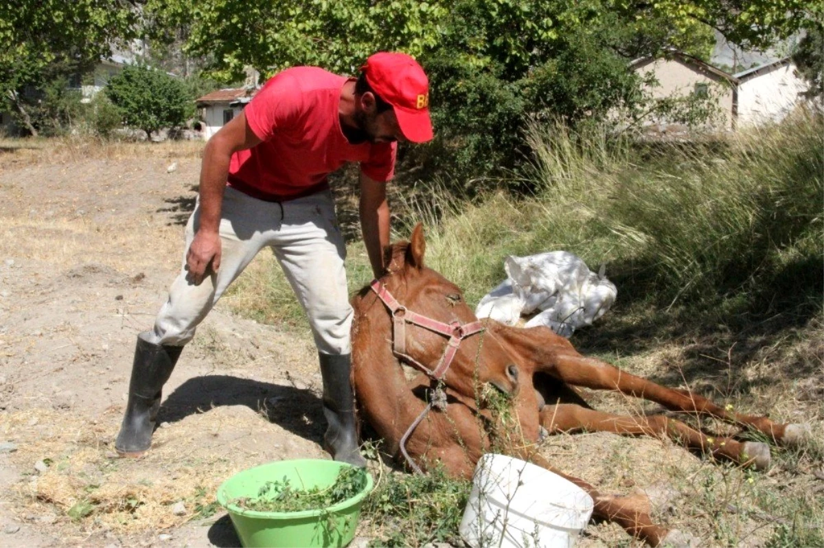 Can çekişen atın başında saatlerce bekledi, asıl katliamı sonradan fark etti! 300 tavuk telef olmuş