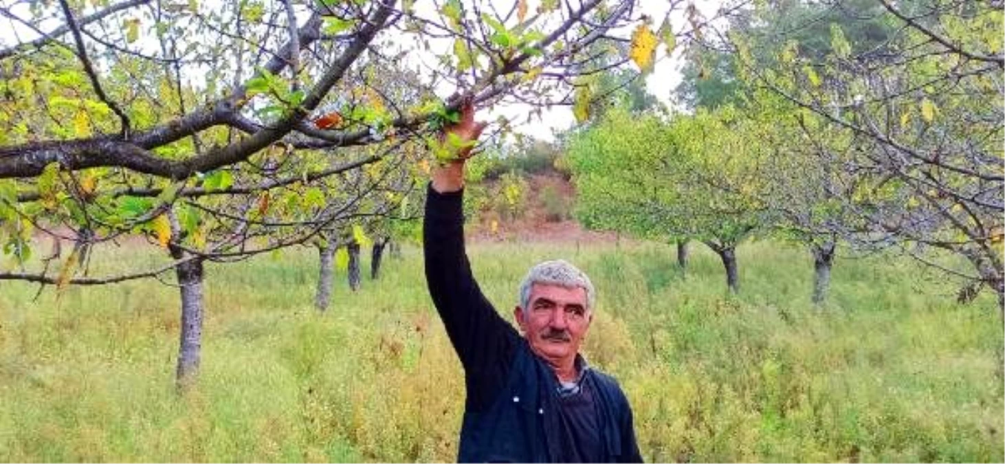 Eylülün son günlerinde kiraz ağaçları çiçek açtı