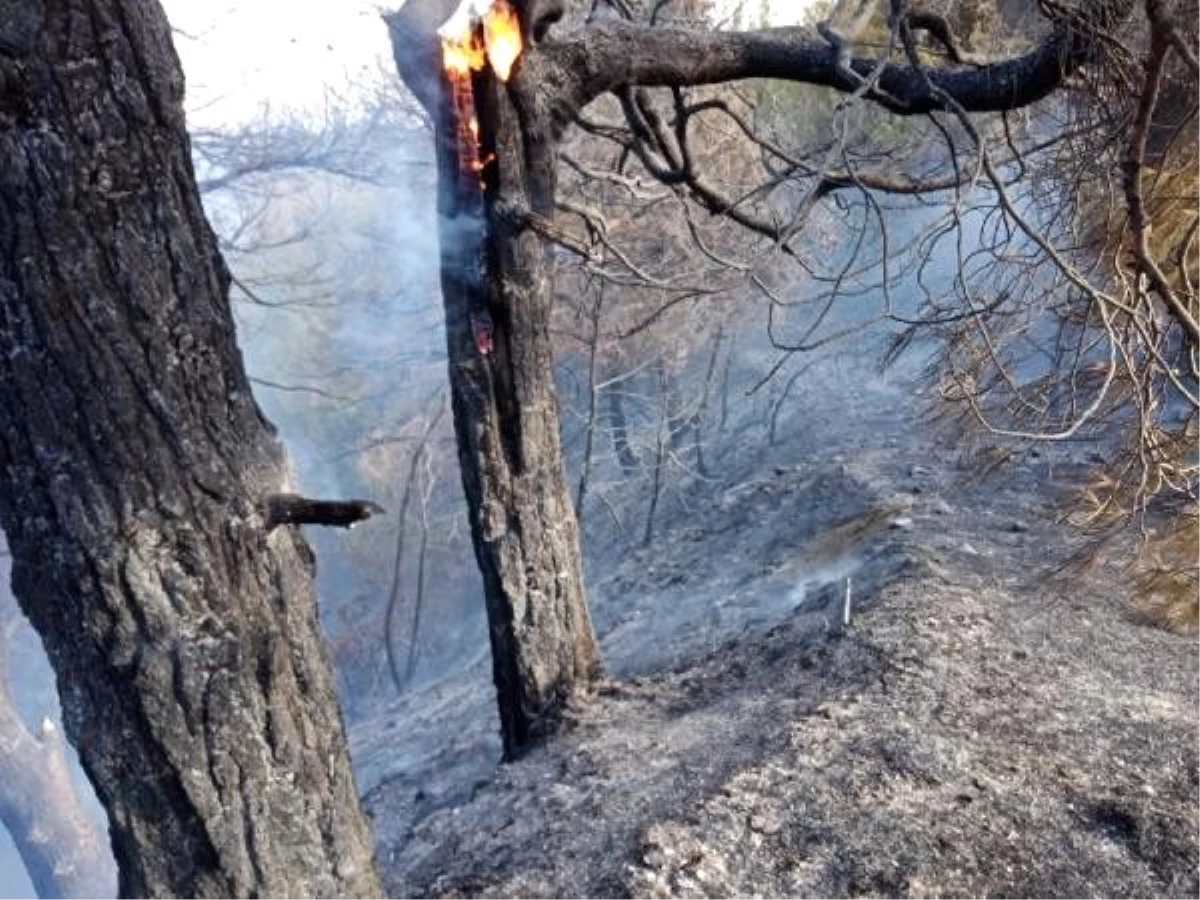 Kahramanmaraş\'ta 1 hektar ormanlık alan yandı