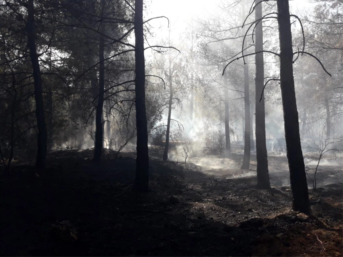 Ormanı ateşe veren kundakçı kısa sürede yakalandı