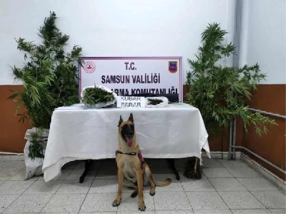 Son dakika haberi! Samsun\'da narkotik köpeği \'Ozon\'la uyuşturucu operasyonu: 18 gözaltı