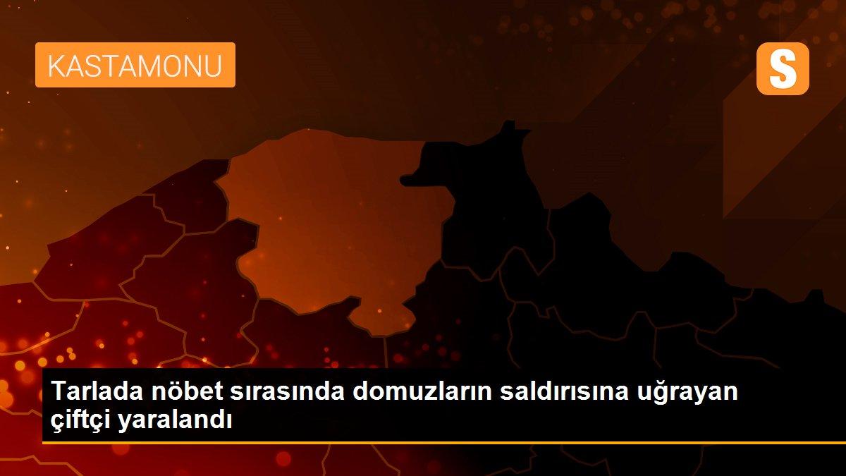 Tarlada nöbet sırasında domuzların saldırısına uğrayan çiftçi yaralandı