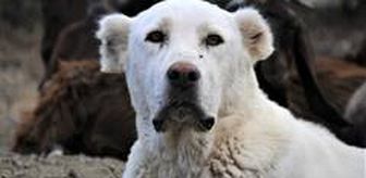 Amerika ve Avrupa'nın yere göğe sığdıramadığı Akbaşlar tehlikede! Kıymetli ırkı acımadan öldürüyorlar