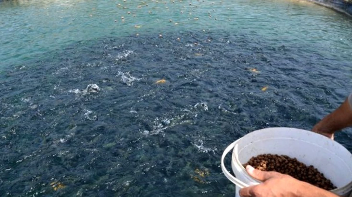 Denizi olmayan Malatya\'dan 11 ülkeye balık ihraç ediliyor