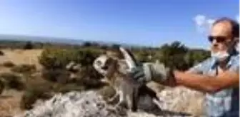 Göç yolunda bitkin düşen 'yılan kartalı' bakımının ardından doğaya salındı