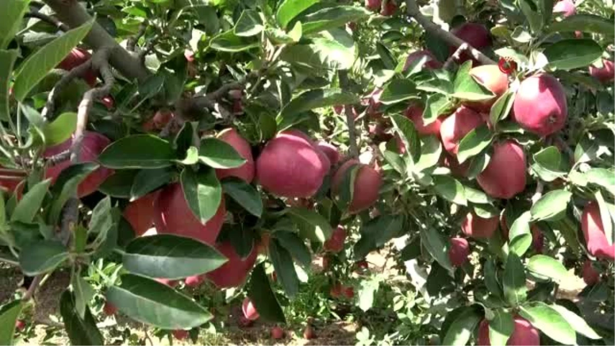 Isparta\'da elma fiyatlarından üretici ve tüccar memnun