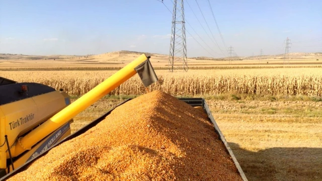 Mardin'de mısır hasadı başladı