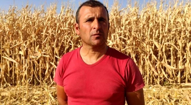 Mardin'de mısır hasadı başladı