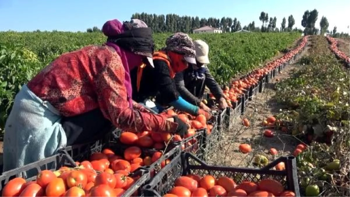 Ziraat teknikerinden yılda 400 ton domates, 150 ton biber yetiştiriciliği