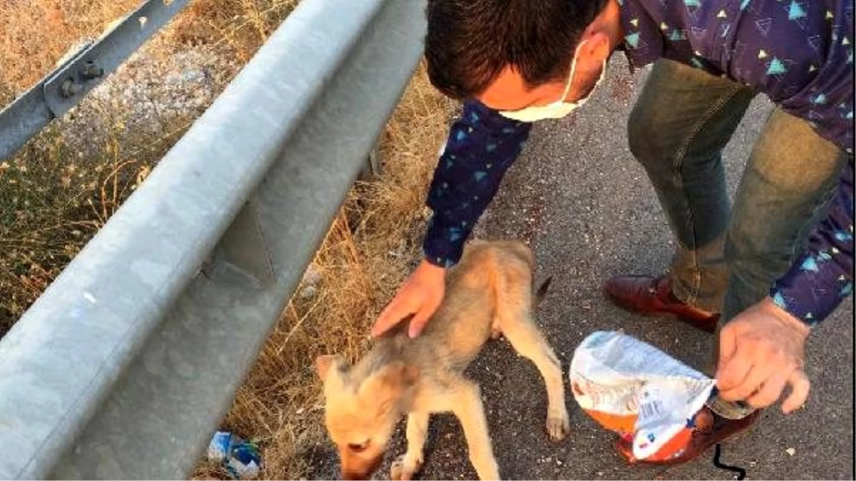 Başını paketin içine sıkıştıran köpeği, duyarlı vatandaş kurtardı