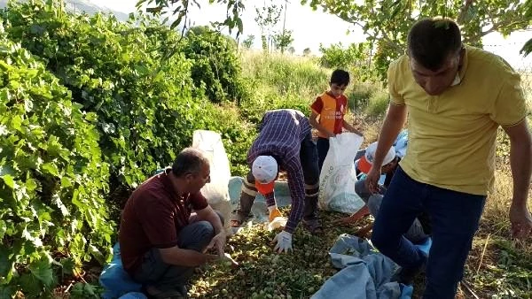 Batman'da 'badem hasadı' yüzleri güldürdü