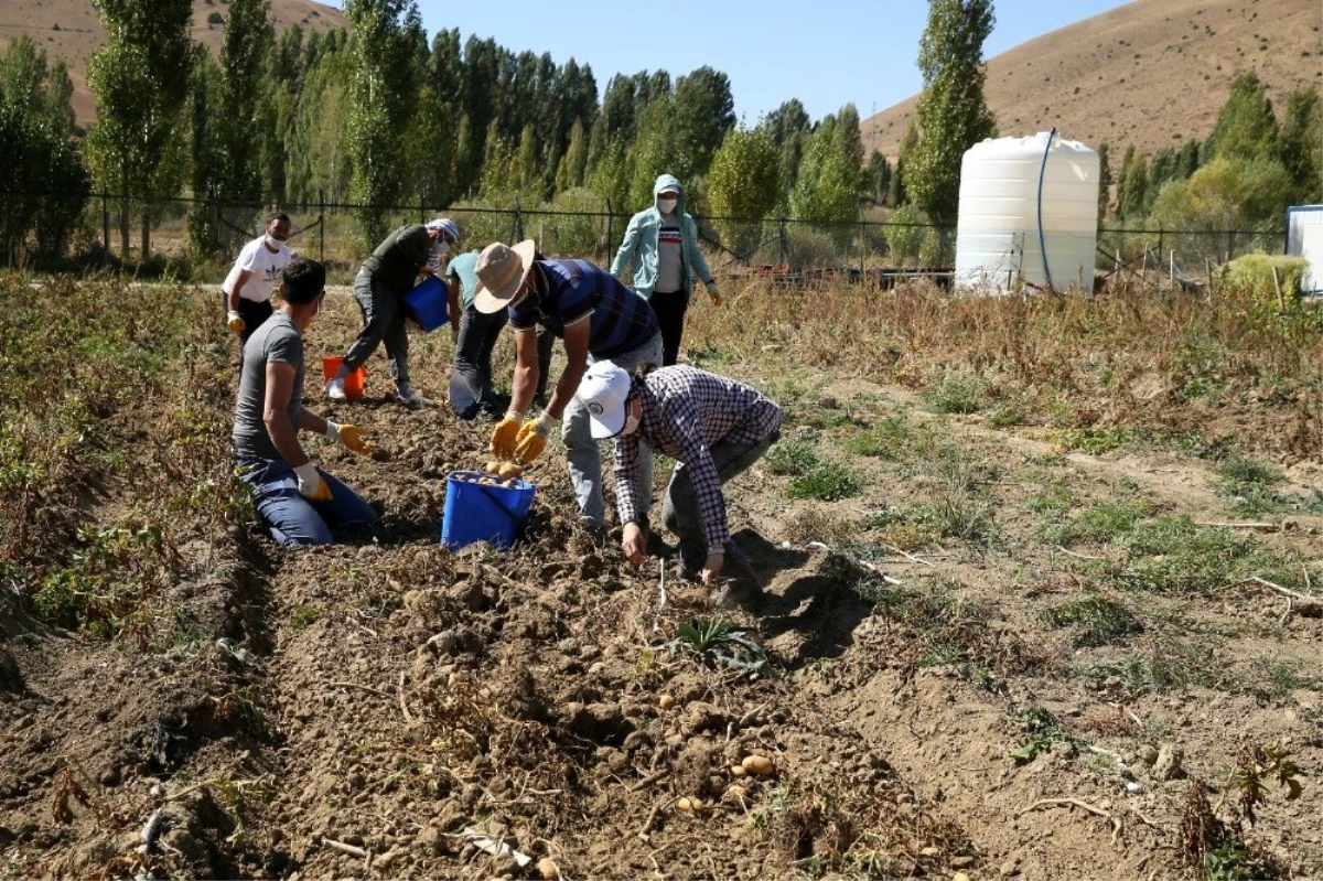 Bayburt Üniversitesinde organik ürünlerin hasadına başlandı