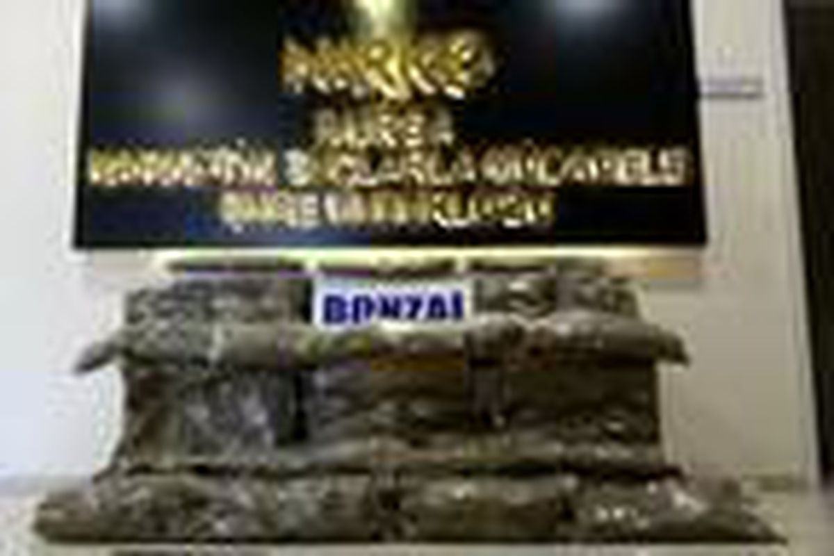 Bursa\'da 31,5 kilo bonzai ele geçirildi